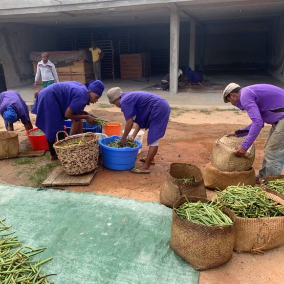 Workers preparing green SAVA-Madagascar-Vanilla beans for scaldingbeans